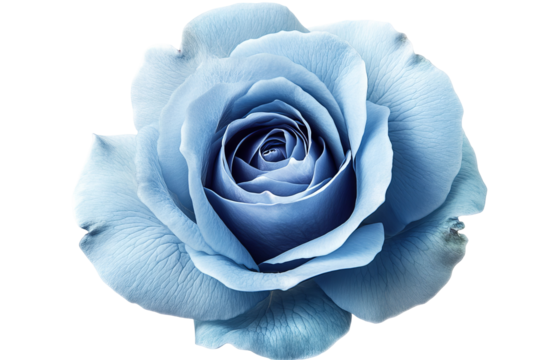 Vibrant blue rose with dew-kissed petals isolated on transparent PNG background in high resolution for versatile cutout use in floral illustrations, wedding stationery, and digital art projects - Powered by Adobe