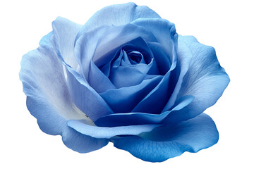 Vibrant blue rose with dew-kissed petals isolated on transparent PNG background in high resolution for versatile cutout use in floral illustrations, wedding stationery, and digital art projects
