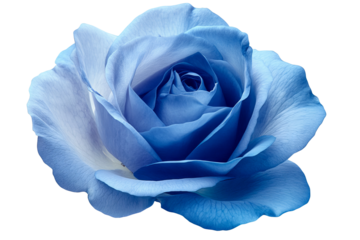 Vibrant blue rose with dew-kissed petals isolated on transparent PNG background in high resolution for versatile cutout use in floral illustrations, wedding stationery, and digital art projects