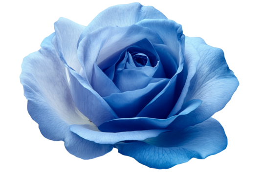Vibrant blue rose with dew-kissed petals isolated on transparent PNG background in high resolution for versatile cutout use in floral illustrations, wedding stationery, and digital art projects