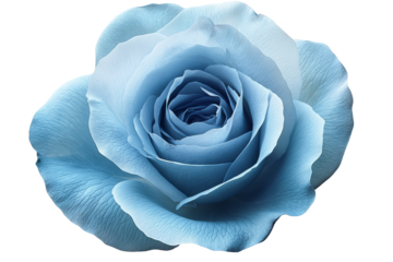 Vibrant blue rose with dew-kissed petals isolated on transparent PNG background in high resolution for versatile cutout use in floral illustrations, wedding stationery, and digital art projects
