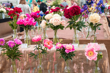 Exhibition of peonies of different varieties