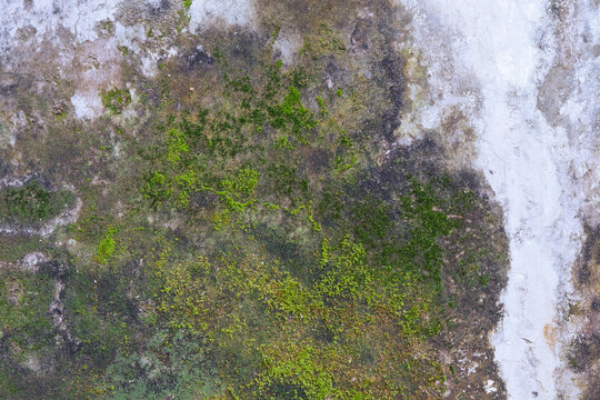 Damp old concrete wall with green moss background
