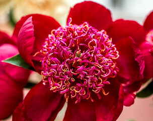 Dark red Peony lactiflora 'Walter Mains'
