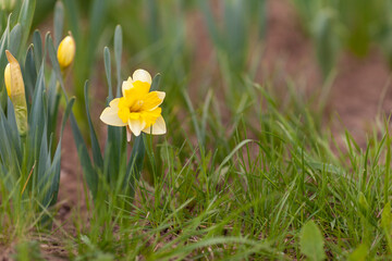 Yellow daffodils in the garden. Springtime. Selective focus