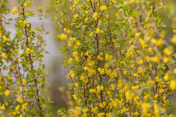 Flowering bush with yellow flowers and a bee pollinating it