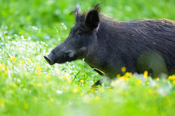 Wild boar walking through of blossoms