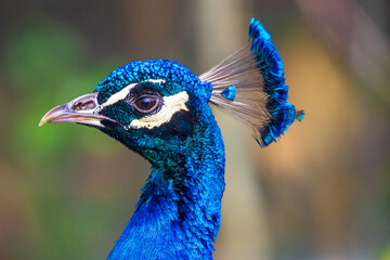 Pfau - Kopf - Detail - Nahaufnahme