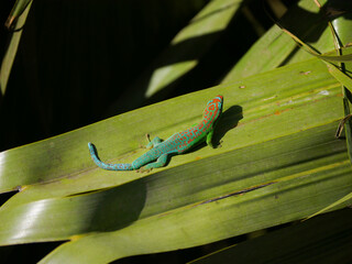 Blue tailed ornate day gecko endangered endemic species of Mauritius in natural habitat - high...