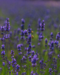 Blooming lavender field in the open air. Floral background. Landscape with purple flowers. Fragrant landscape on a summer day. Plant that attracts bees and insects. Landscape meadow.