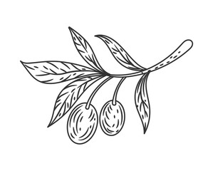 Olive leaves. Tree branch sketch. Vegan organic oil. Greek plant stem engraving. Natural foliage. Oily berries harvest. Mediterranean stalk. Vegetarian product line drawing. Vector botanical element