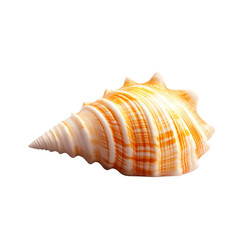 Fototapeta premium Beautiful orange and white spiral seashell