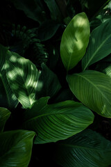 abstract green leaf texture, tropical leaf foliage nature dark green background