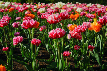 field of tulips