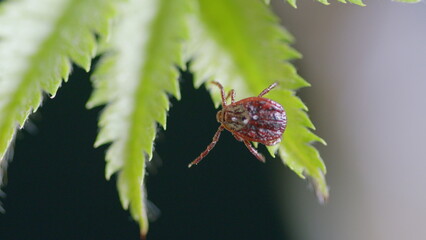 A CloseUp Image of a Tick on a Vibrant Green Leaf, Perfect to Showcase Natures Intricacies