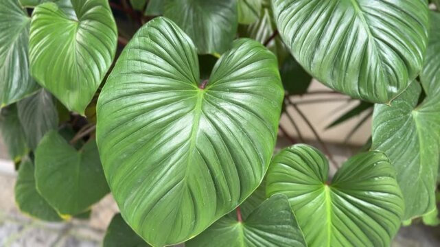 Homalomena Queen of Hearts plant close-up showing detailed green leaf texture and veins
