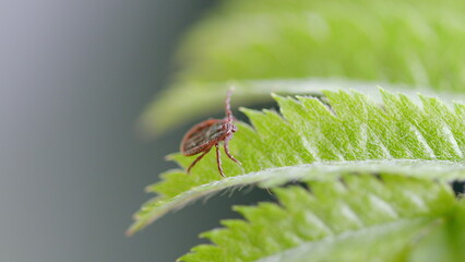 A closeup of a Tick on a Leaf beautifully and vividly captures the true essence of Nature