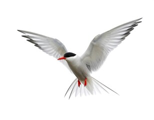 Arctic bird in flight