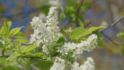 Beautiful Blooming Cherry Blossoms in Bright and Inviting Spring Light, Symbolizing Renewal