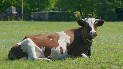 An Idyllic Brown and White Cow Contentedly Relaxing in a Lush Green Field During Daylight