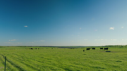 A tranquil and serene pastoral landscape featuring cattle grazing peacefully in the field