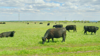 A herd of black cattle is grazing peacefully on the lush green pasture, enjoying natures bounty
