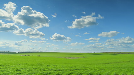 Expansive Vast Green Fields Spanning Under a Brilliantly Bright Blue Sky with Clouds Time lapse.