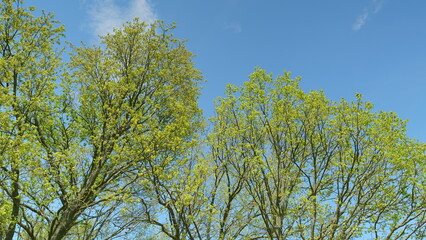 Majestic Green Trees Against a Vibrant Blue Sky, Embracing Natures Beauty Around Us