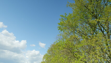 A Serene and Beautiful Natural Landscape Featuring Verdant Trees Beneath a Clear Sky