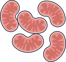 A vector illustration of a mitochondria cluster. These organelles, the powerhouse of the cell, are shown grouped together, symbolizing cellular energy and biological processes.