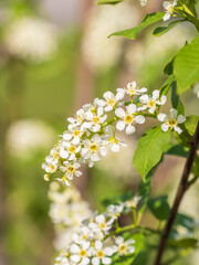 White blossoming apple trees in the sunset light. Spring season, spring colors.
