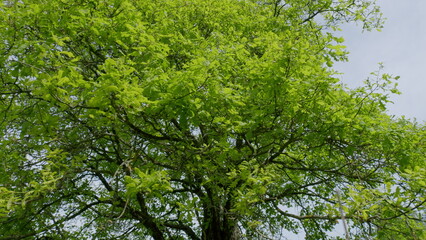 A Lush and Vibrant Green Tree Canopy in the Beautiful and Pleasant Season of Springtime