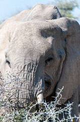 Extreme closeup of one giant African Elephant -Loxodonta Africana- grazing on the plains of Etosha National Park, Namibia.