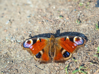 Peacock butterfly on the ground among the grass