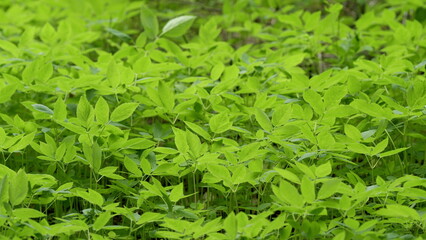Lush and Vibrant Green Foliage Thrives in a Beautifully Preserved Natural Habitat Setting