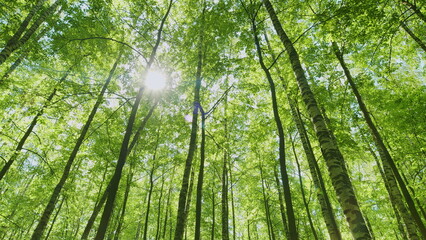 The Lush Green Forest Canopy is Beautifully Bathed in Bright Sunlight All Around You