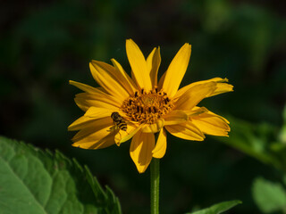 Hoverfly Collecting Nectar on a Bright Yellow Heliopsis