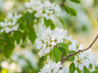 White blossoming apple trees in the sunset light. Spring season, spring colors.