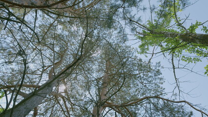 Natures Canopy A Beautiful and Serene Glimpse of the Enchanting Forest Sky Above You
