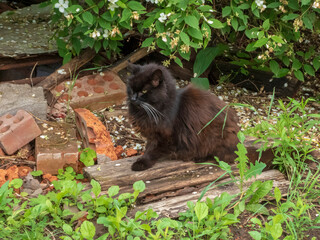 Majestic Black Cat Posing in a Lush Garden