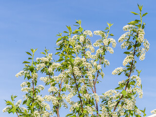 Apple tree branches with white flowers on a background of blue clear sky.
