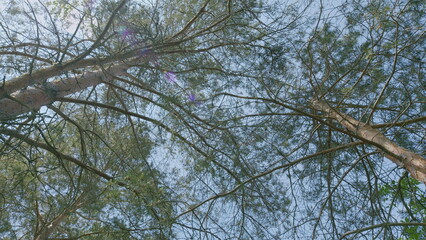 Gazing at the Serene Canopy Views Through Tree Branches and Vibrant, Lush Leaves