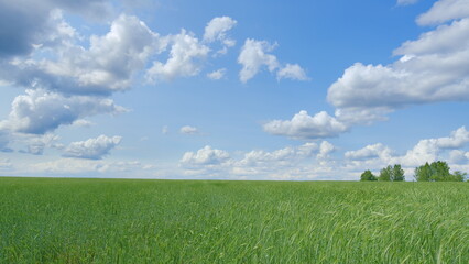 A beautiful green field stretched wide under a clear blue sky with fluffy white clouds