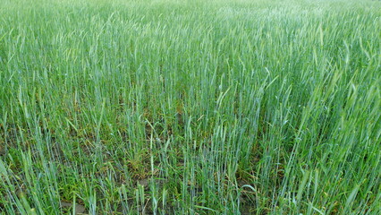 A Lush Green Field Abundant with a Variety of Growing Crops Under the Bright Sky