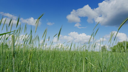 Obraz premium A Vast Expanse of Serene Green Fields Stretching Out Under a Bright and Clear Blue Sky Above
