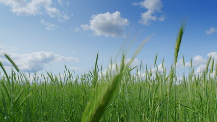 Fototapeta premium A beautiful vibrant green field stretches endlessly beneath a bright blue sky filled with sunshine