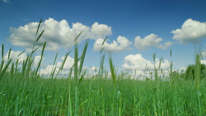 A Serene Green Field Spreading Under a Bright Blue Sky Filled with Fluffy White Clouds