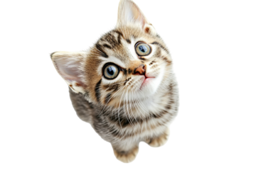 Playful hungry ginger kitten looking up with curious wide-eyes expression in ultra-high-resolution PNG cutout on transparent background for easy graphic design integration