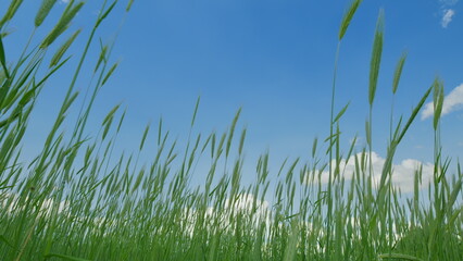 A Beautiful Scene of Lush Green Grass Spread Out Under a Clear and Bright Blue Sky