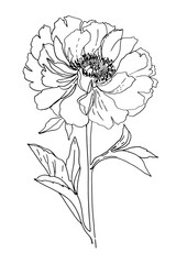 Peony Vector Flower with Leaves on White Background. Line Drawing